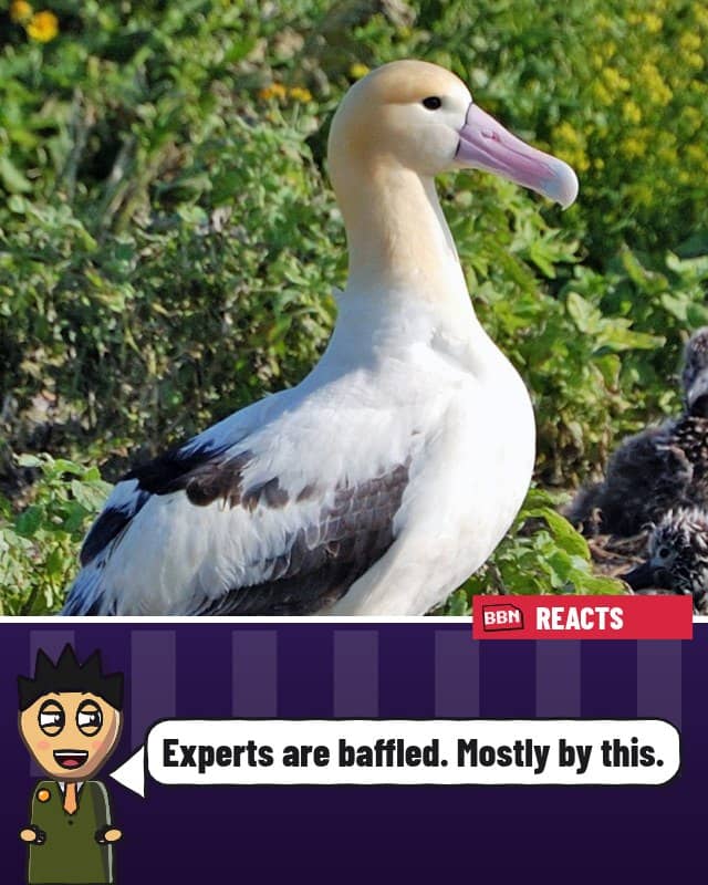 Photo: Albatross