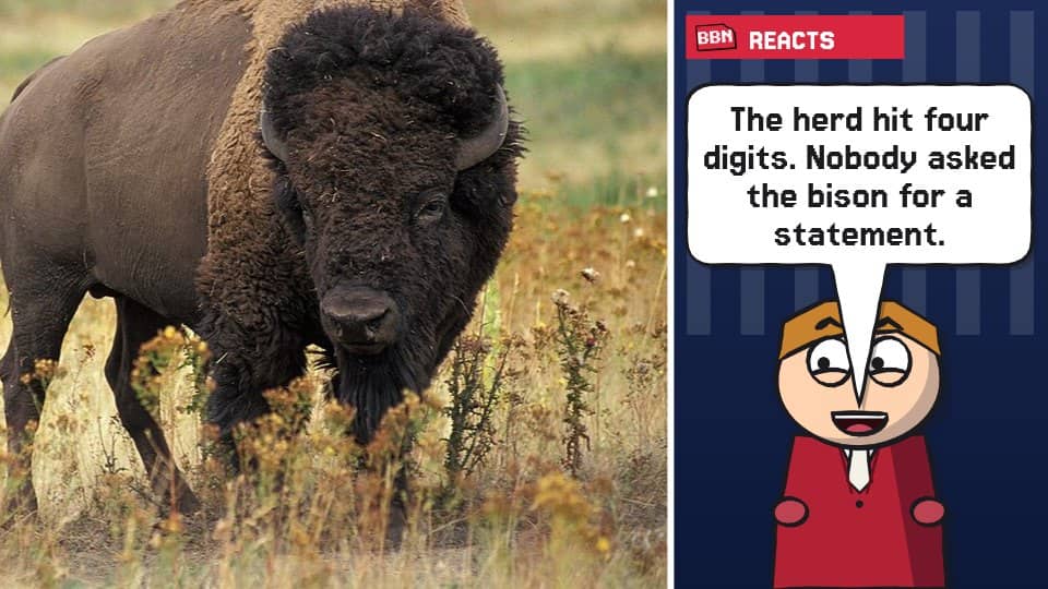 Photo: American bison