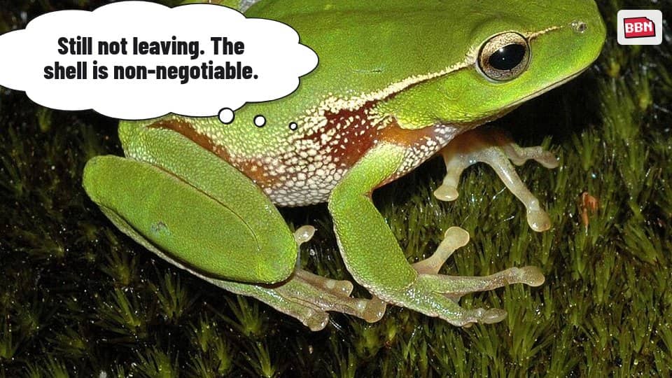 Photo: Amphibian