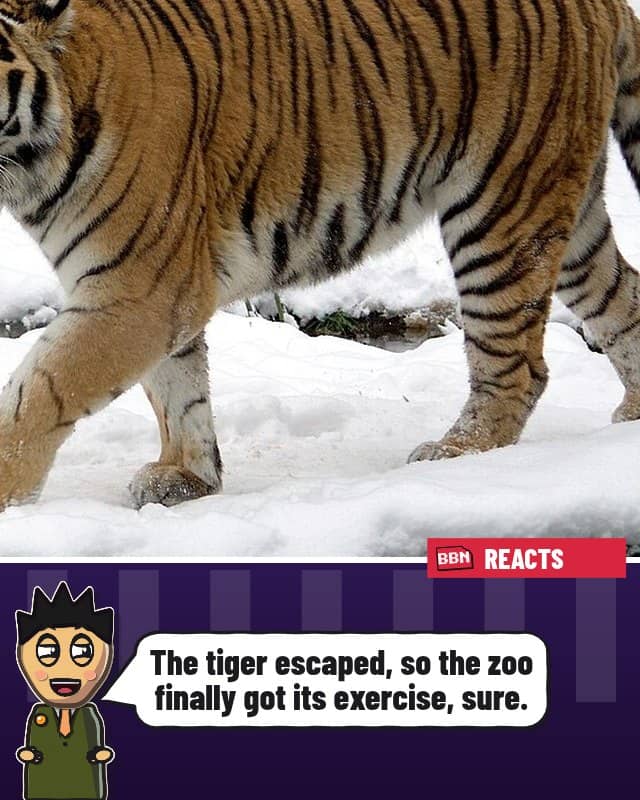 Photo: Siberian tiger