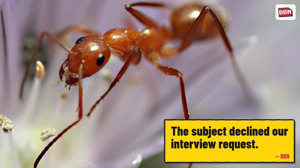 Photo: Ant
