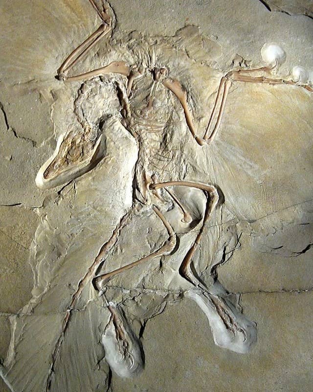Photo: Archaeopteryx