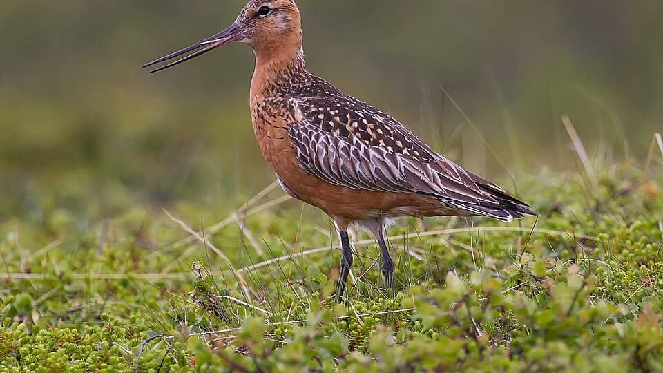 Photo: Bar-tailed godwit