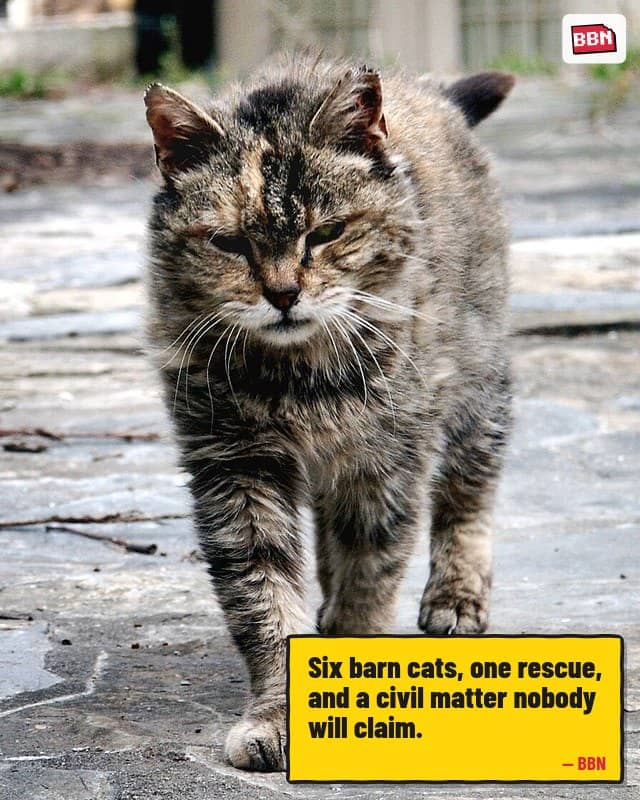 Photo: Farm cat