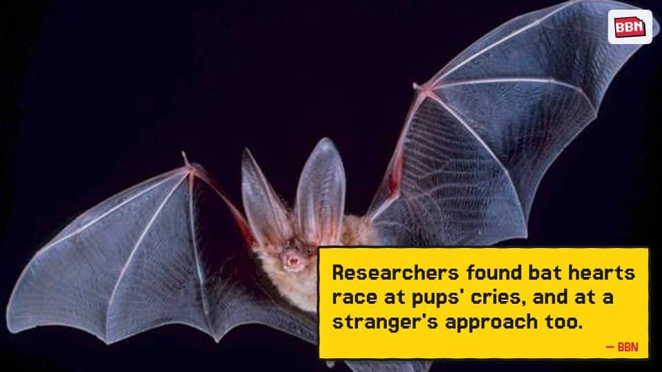 Photo: Bat