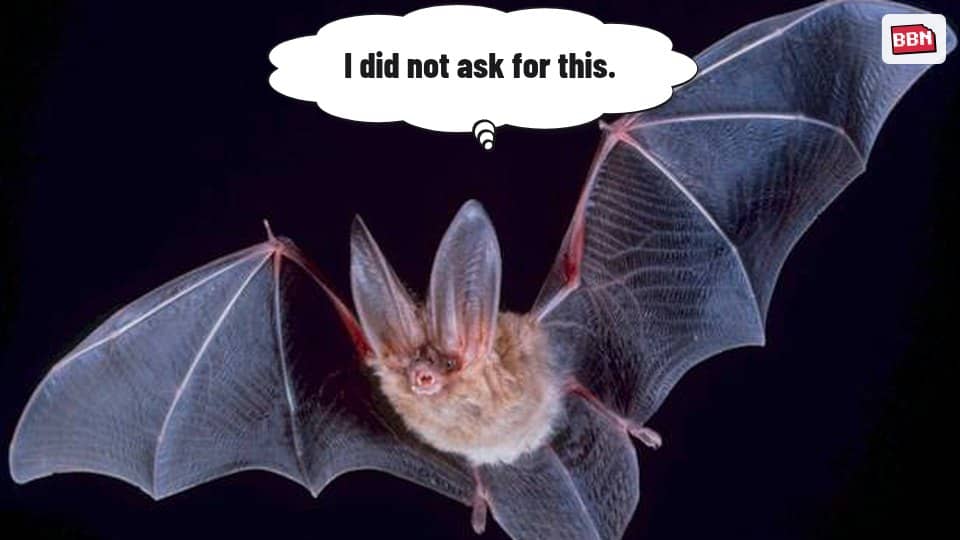 Photo: Bat