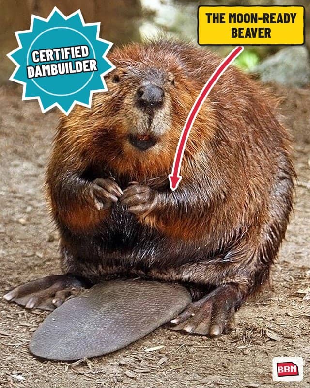 Photo: Beaver