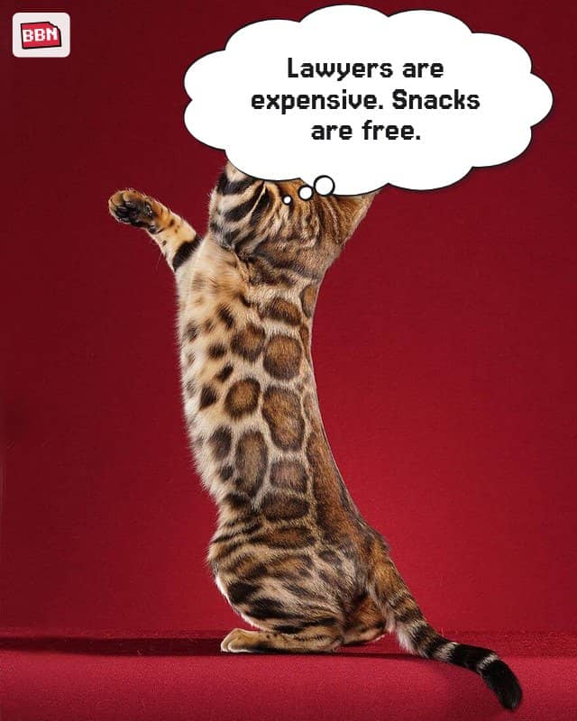 Photo: Bengal cat