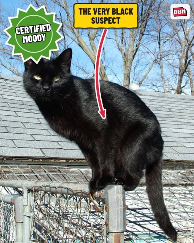 Photo: Black cat