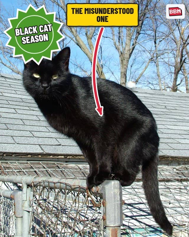 Photo: Black cat