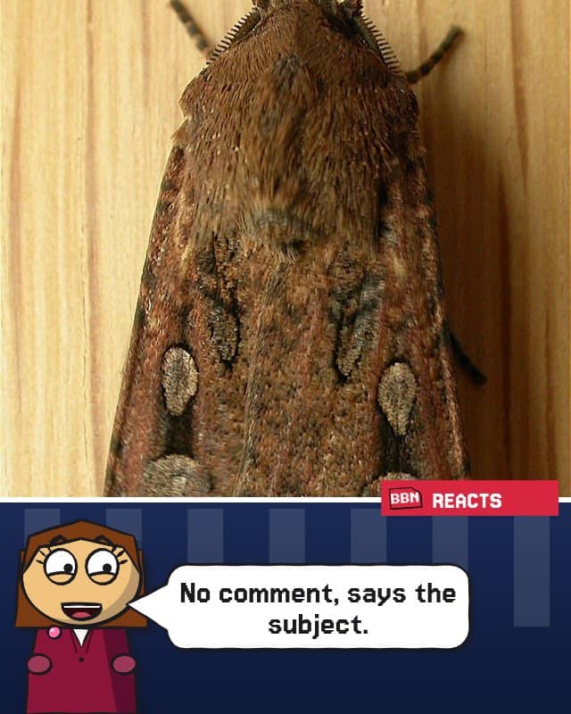 Photo: Bogong moth