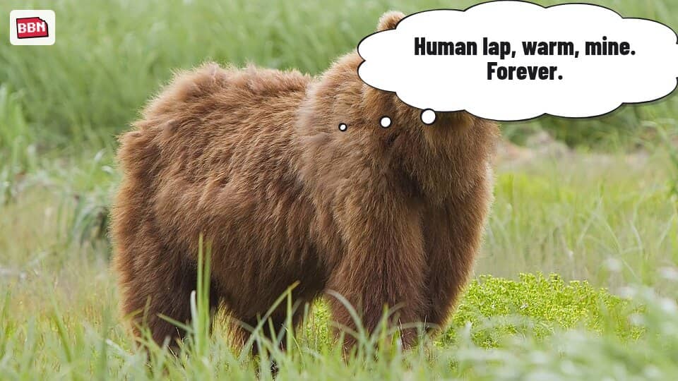 Photo: Brown bear
