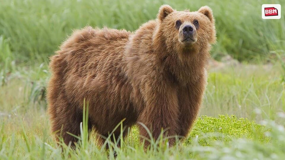 Photo: Brown bear