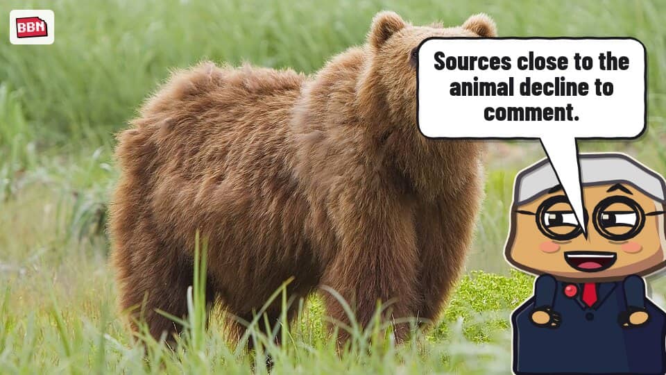 Photo: Brown bear