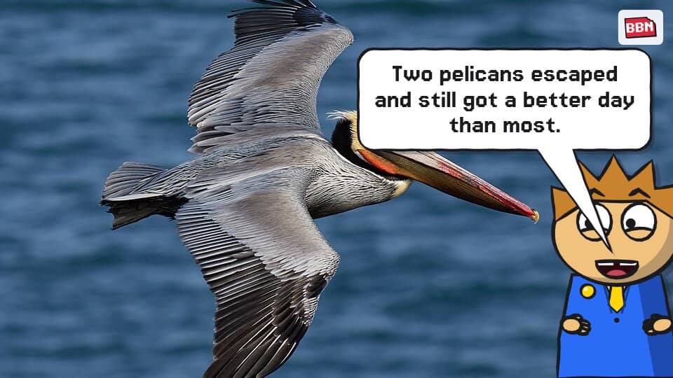 Photo: Brown pelican