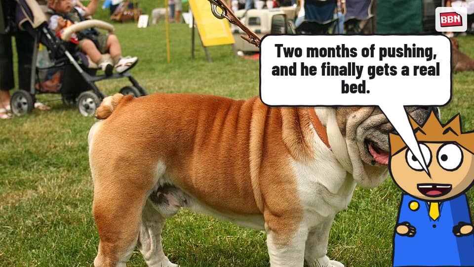 Photo: Bulldog