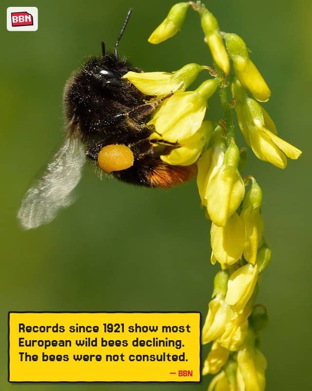 Photo: Bumblebee