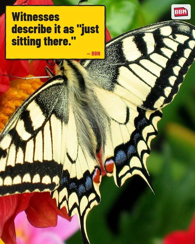 Photo: Butterfly