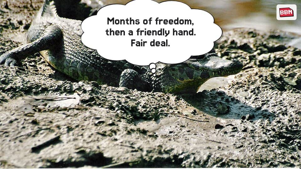Photo: Caiman