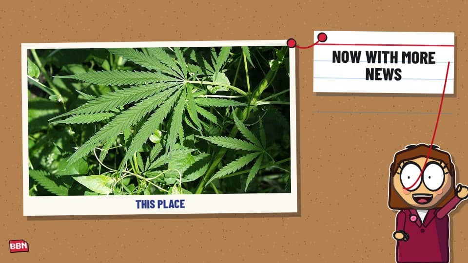 Photo: Cannabis (drug)