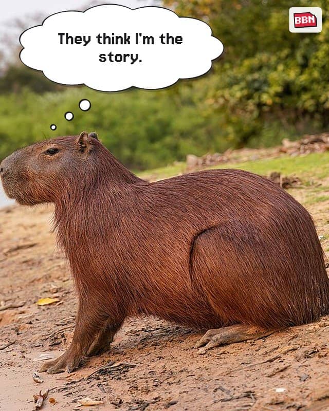 Photo: Capybara