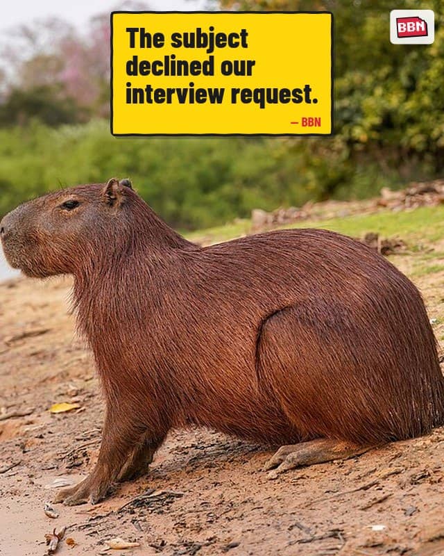 Photo: Capybara