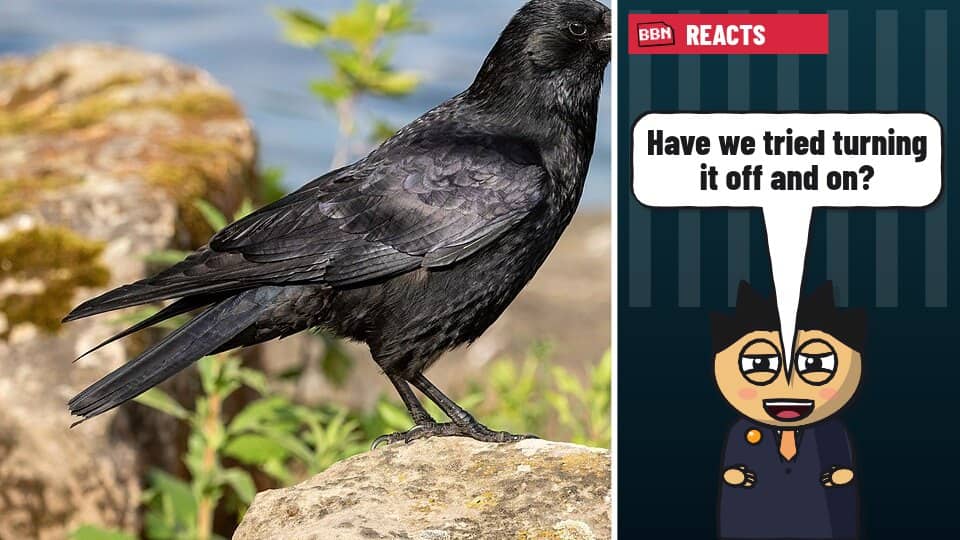 Photo: Carrion crow