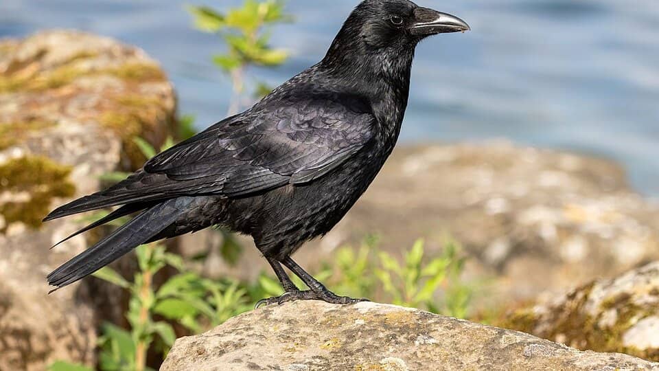Photo: Carrion crow