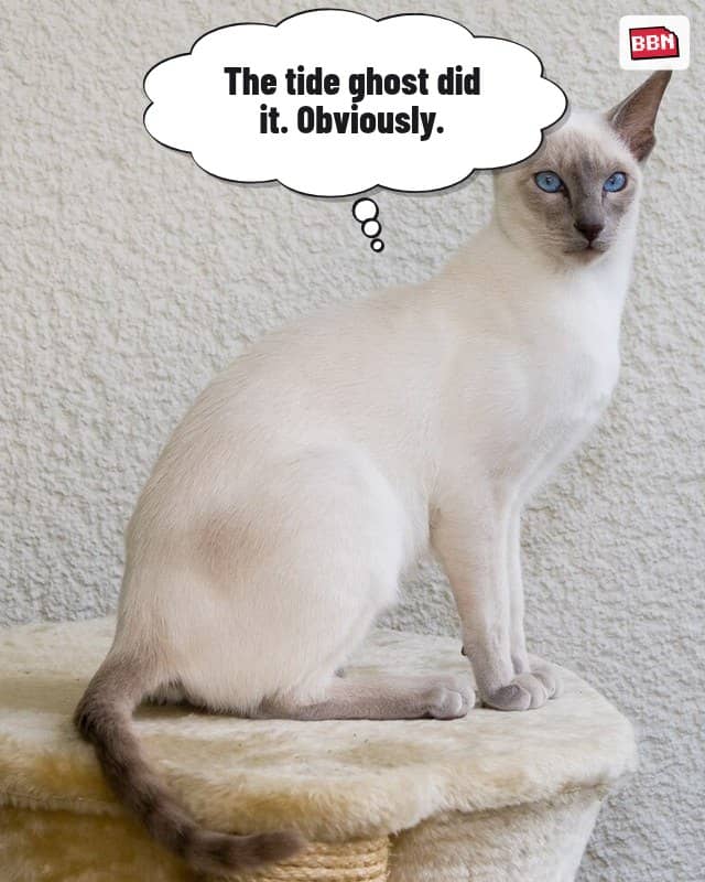 Photo: Cat