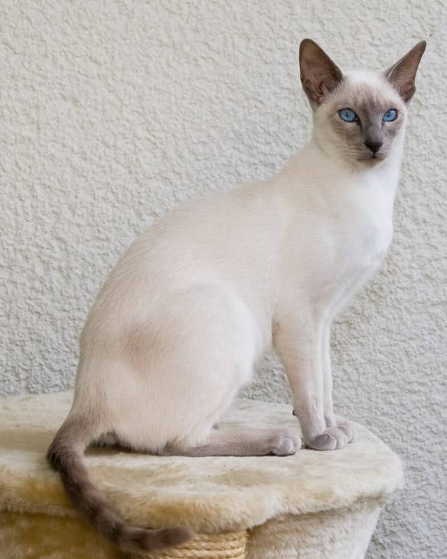 Photo: Cat