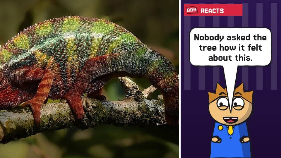 Photo: Chameleon