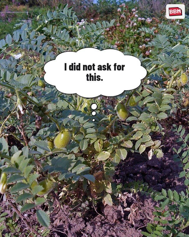 Photo: Chickpea