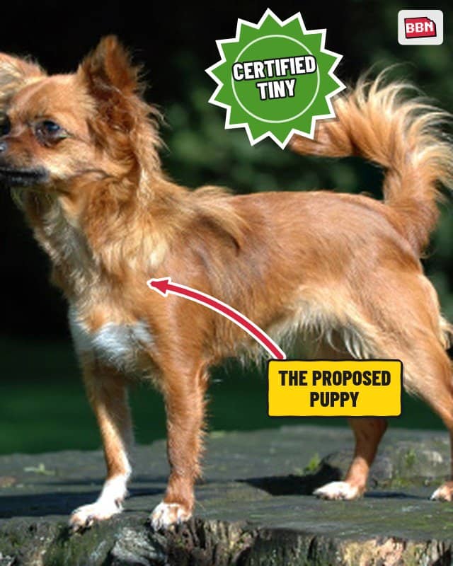 Photo: Chihuahua (dog breed)