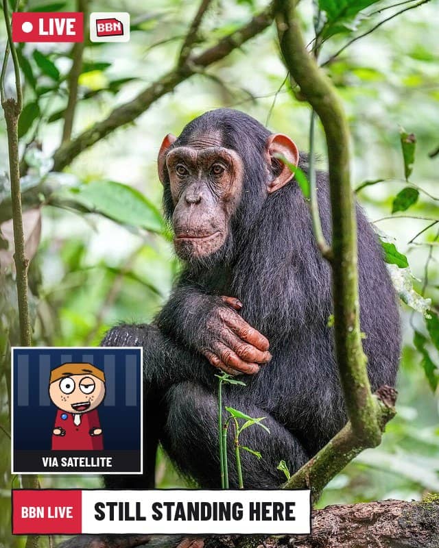 Photo: Chimpanzee