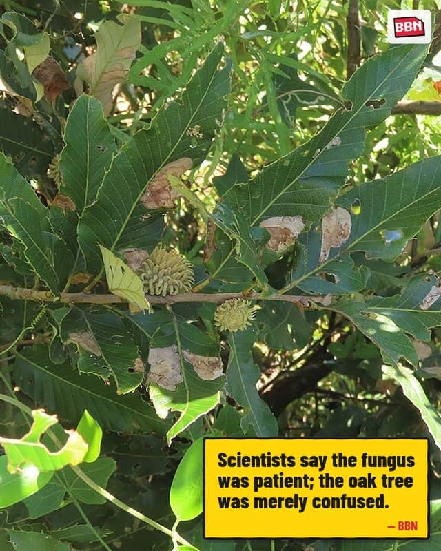 Photo: Quercus variabilis