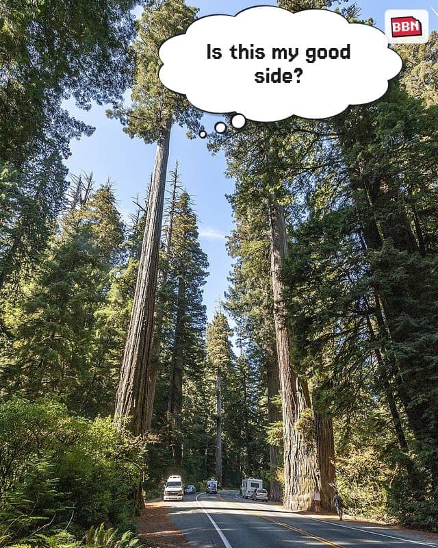 Photo: Sequoia sempervirens
