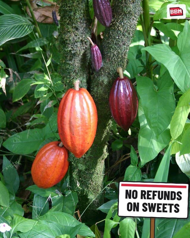 Photo: Cocoa bean