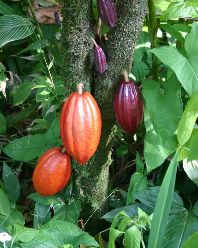 Photo: Cocoa bean