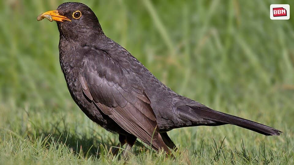 Photo: Common blackbird