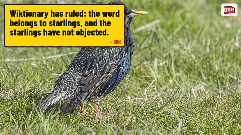 Photo: Common starling