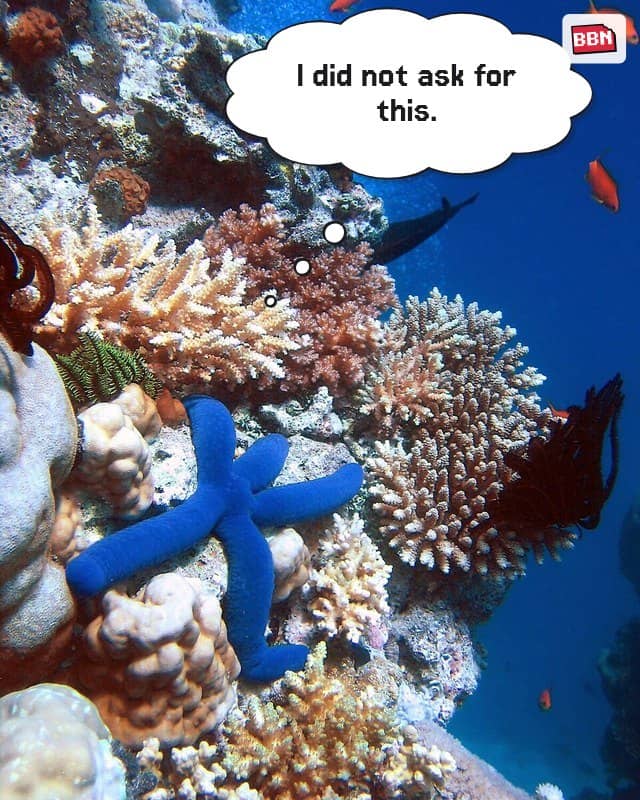 Photo: Coral reef