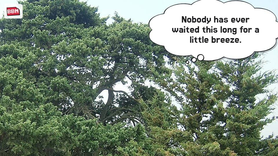 Photo: Cupressus