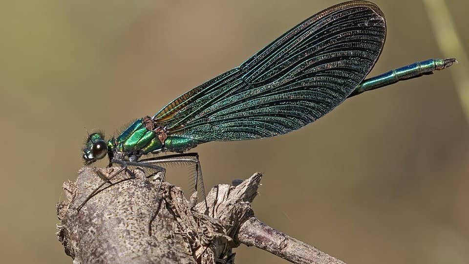 Photo: Damselfly