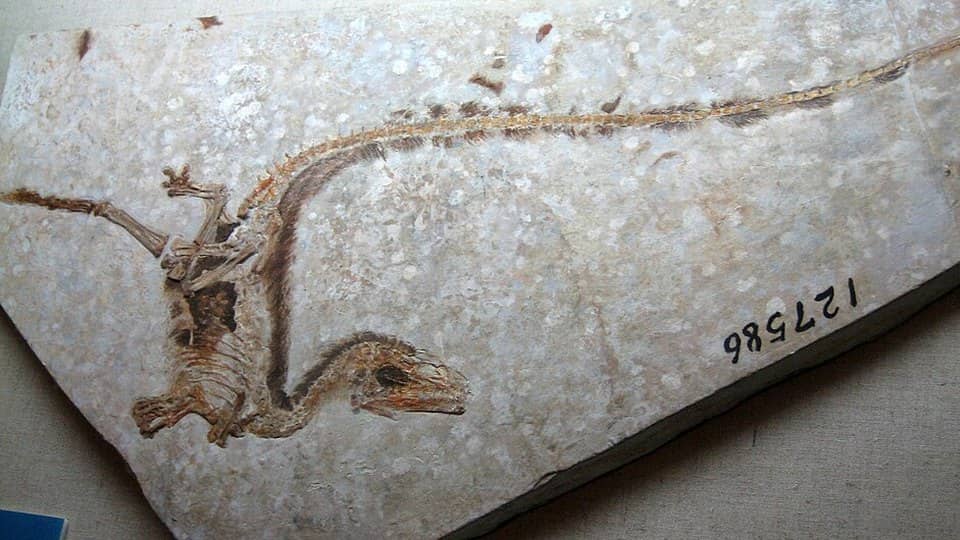 Photo: Dinosaur