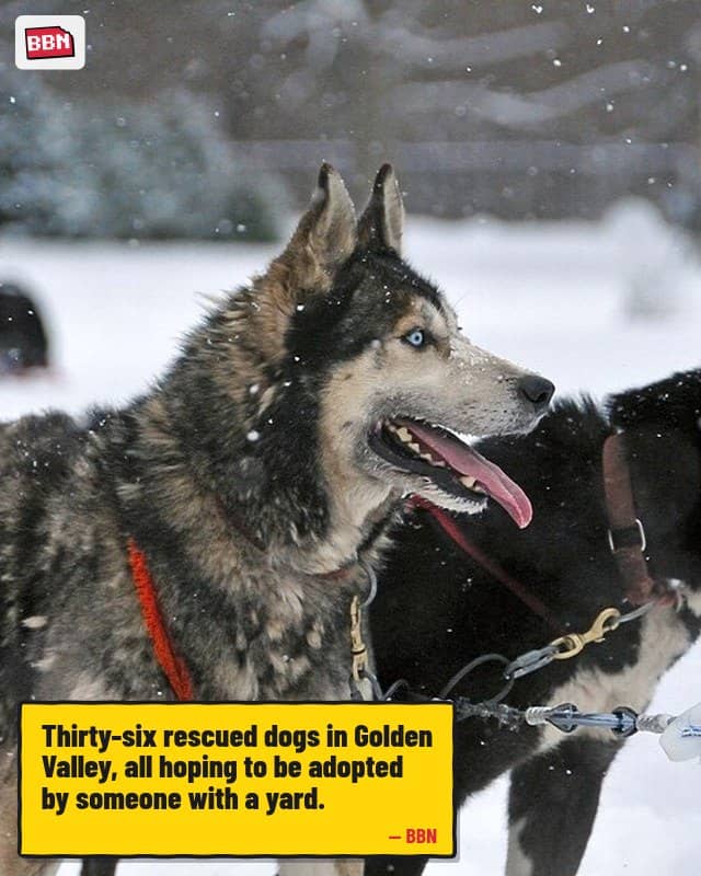 Photo: Dog