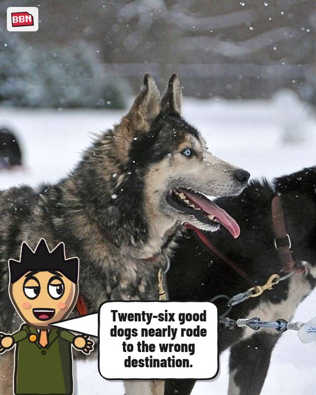 Photo: Dog