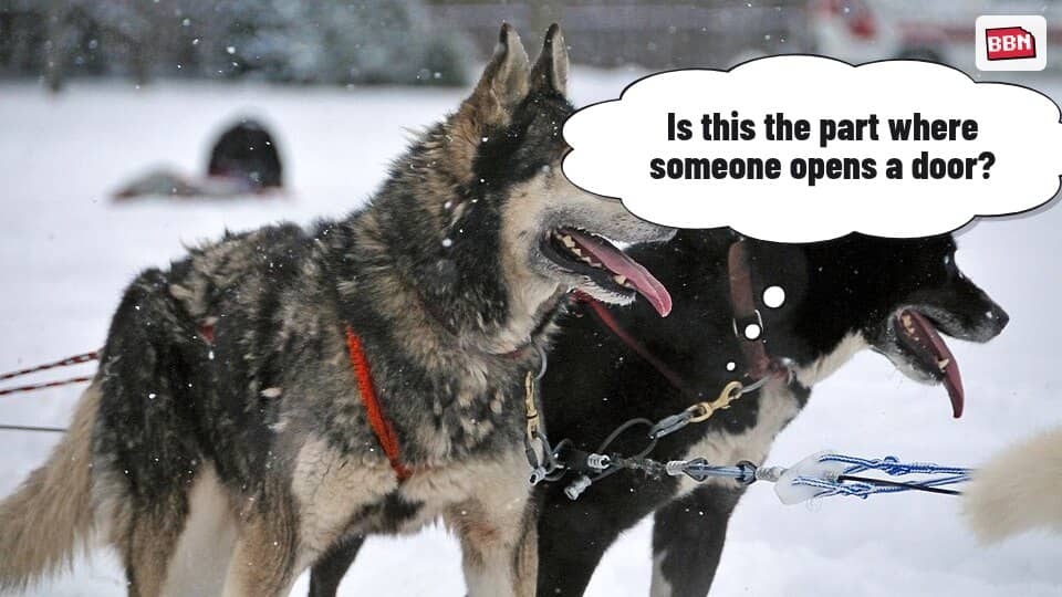 Photo: Dog