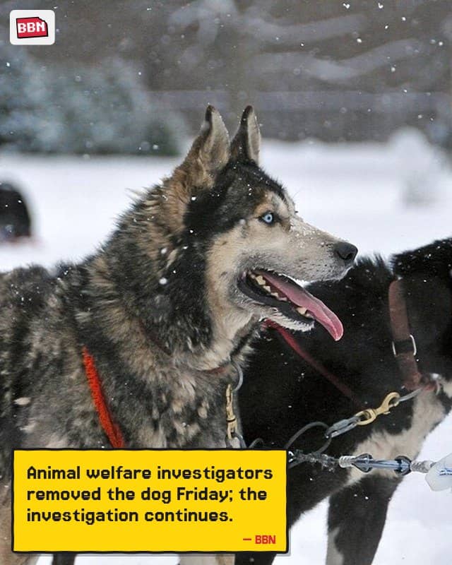 Photo: Dog