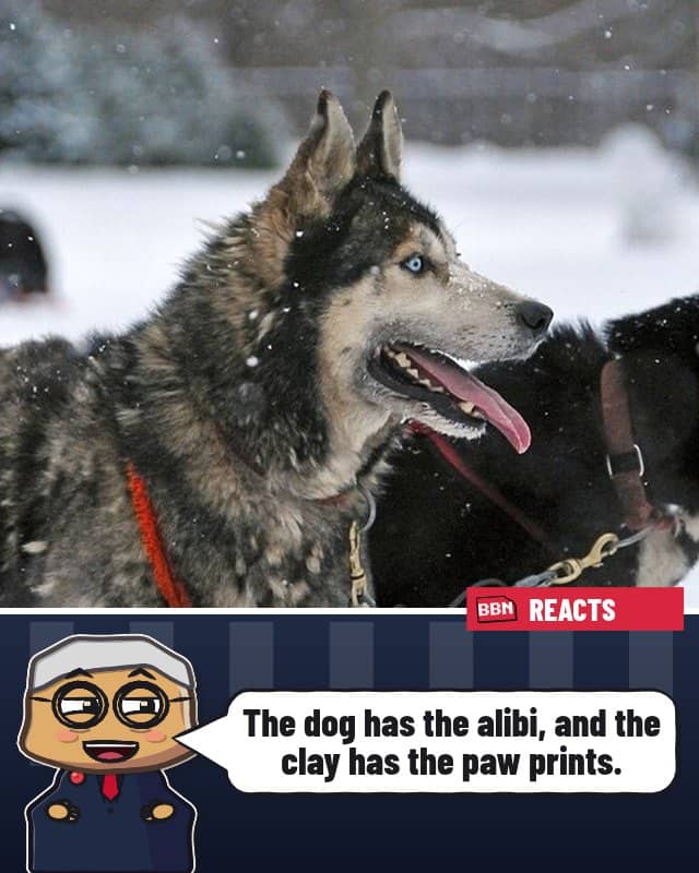 Photo: Dog
