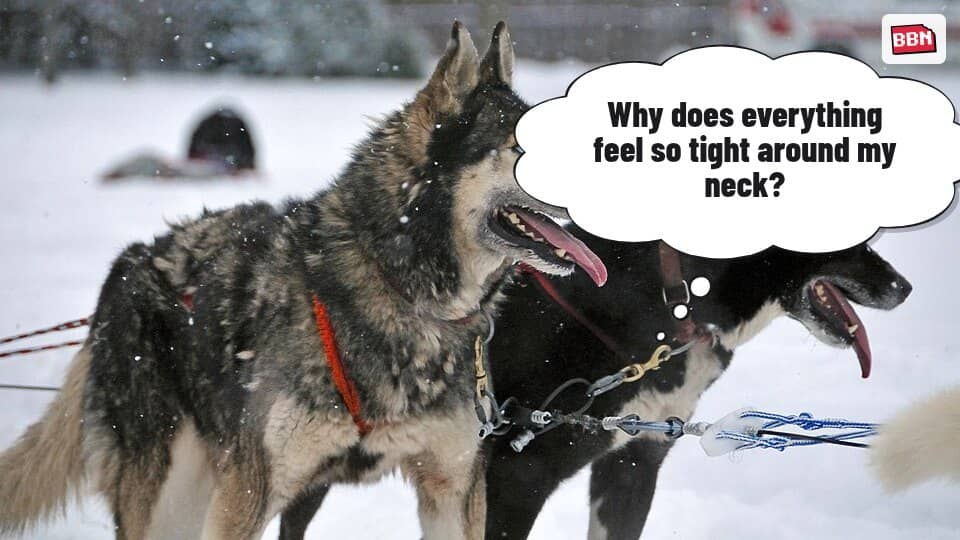 Photo: Dog